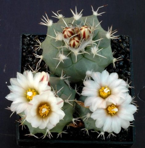 Turbinicarpus_hoferi